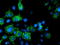 Adenylate kinase isoenzyme 4, mitochondrial antibody, TA503307, Origene, Immunofluorescence image 