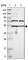 EF-Hand Calcium Binding Domain 14 antibody, HPA011938, Atlas Antibodies, Western Blot image 