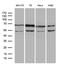 WASL antibody, LS-C799113, Lifespan Biosciences, Western Blot image 