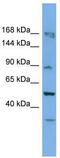 TATA-Box Binding Protein Associated Factor, RNA Polymerase I Subunit C antibody, TA345646, Origene, Western Blot image 