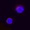 CD8 antibody, MAB6709, R&D Systems, Immunofluorescence image 