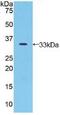 Jagged Canonical Notch Ligand 2 antibody, MBS2004285, MyBioSource, Western Blot image 