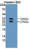 BCAM antibody, LS-C701169, Lifespan Biosciences, Western Blot image 
