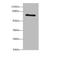 HEAT Repeat Containing 9 antibody, A59358-100, Epigentek, Western Blot image 