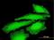 Melanoma-associated antigen E1 antibody, H00057692-B02P, Novus Biologicals, Immunofluorescence image 