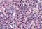 Fanconi anemia group G protein antibody, MBS242552, MyBioSource, Immunohistochemistry frozen image 