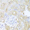 Pyruvate Dehydrogenase Kinase 3 antibody, 23-359, ProSci, Immunohistochemistry paraffin image 