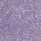 Fms Related Tyrosine Kinase 1 antibody, AMAb90704, Atlas Antibodies, Immunohistochemistry frozen image 