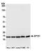 AP-1 complex subunit sigma-1A antibody, A305-396A, Bethyl Labs, Western Blot image 