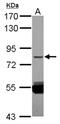 Zinc Finger Protein 280C antibody, NBP2-20530, Novus Biologicals, Western Blot image 