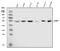 Cyclin Dependent Kinase 8 antibody, A01493-1, Boster Biological Technology, Western Blot image 