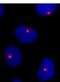 5-azacytidine-induced protein 1 antibody, NB100-68227, Novus Biologicals, Immunofluorescence image 