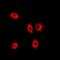Golgi-associated PDZ and coiled-coil motif-containing protein antibody, orb341317, Biorbyt, Immunofluorescence image 