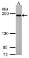 Protein Shroom2 antibody, LS-B4070, Lifespan Biosciences, Western Blot image 