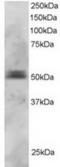 Paired Box 5 antibody, TA302816, Origene, Western Blot image 