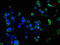 Sushi Domain Containing 5 antibody, CSB-PA022971LA01HU, Cusabio, Immunofluorescence image 