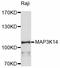 Mitogen-activated protein kinase kinase kinase 14 antibody, abx126120, Abbexa, Western Blot image 