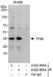 General Transcription Factor IIB antibody, A302-885A, Bethyl Labs, Immunoprecipitation image 