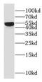RNA Binding Motif Protein 22 antibody, FNab07169, FineTest, Western Blot image 