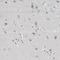 UTP6 Small Subunit Processome Component antibody, NBP1-88468, Novus Biologicals, Immunohistochemistry frozen image 