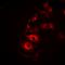 Interleukin 21 antibody, orb378131, Biorbyt, Immunofluorescence image 