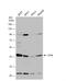 Cystathionine Gamma-Lyase antibody, NBP1-31759, Novus Biologicals, Western Blot image 