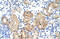 Protein SOX-15 antibody, ARP38883_T100, Aviva Systems Biology, Immunohistochemistry frozen image 