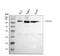 CD19 antibody, PB9800, Boster Biological Technology, Western Blot image 