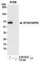 Splicing factor 3A subunit 2 antibody, A304-821A, Bethyl Labs, Immunoprecipitation image 