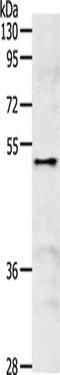 Sperm-associated antigen 4 protein antibody, CSB-PA967102, Cusabio, Western Blot image 