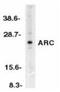Nucleolar protein 3 antibody, NBP1-76462, Novus Biologicals, Western Blot image 