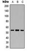C-type lectin domain family 6 member A antibody, orb234107, Biorbyt, Western Blot image 
