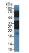 Crystallin Beta B1 antibody, LS-C374839, Lifespan Biosciences, Western Blot image 
