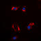 Cytochrome P450 Family 2 Subfamily S Member 1 antibody, LS-C355989, Lifespan Biosciences, Immunofluorescence image 