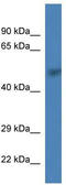 DNA primase small subunit antibody, TA338969, Origene, Western Blot image 