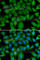 BCL2 Like 15 antibody, A7156, ABclonal Technology, Immunofluorescence image 