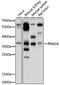 Ras Related GTP Binding A antibody, 15-895, ProSci, Western Blot image 