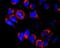 Kinesin Family Member 5B antibody, NB500-530, Novus Biologicals, Immunocytochemistry image 