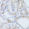 DnaJ Heat Shock Protein Family (Hsp40) Member C19 antibody, 19-537, ProSci, Immunofluorescence image 