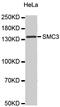 Structural Maintenance Of Chromosomes 3 antibody, MBS126452, MyBioSource, Western Blot image 