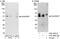 Rho GTPase Activating Protein 1 antibody, A301-854A, Bethyl Labs, Immunoprecipitation image 