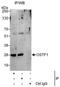 Osteoclast Stimulating Factor 1 antibody, NBP1-50036, Novus Biologicals, Western Blot image 