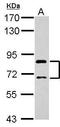 Oatp1c1 antibody, GTX122603, GeneTex, Western Blot image 