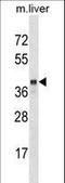 SEC14 Like Lipid Binding 2 antibody, LS-C168926, Lifespan Biosciences, Western Blot image 