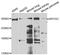 Myosin-Vc antibody, LS-B14242, Lifespan Biosciences, Western Blot image 