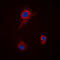 Solute Carrier Family 43 Member 1 antibody, LS-C353058, Lifespan Biosciences, Immunofluorescence image 