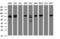 Coiled-Coil Domain Containing 93 antibody, LS-C336997, Lifespan Biosciences, Western Blot image 