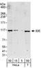 Insulin Degrading Enzyme antibody, A301-906A, Bethyl Labs, Western Blot image 