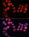 ATP Binding Cassette Subfamily B Member 7 antibody, 15-673, ProSci, Immunofluorescence image 