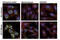 Microtubule Associated Protein 1 Light Chain 3 Beta antibody, 12741T, Cell Signaling Technology, Immunocytochemistry image 